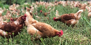 Unveil 8a21a6f614db065bb1ca2c21a5c803aede783f93e5277febbd47f37d9dbae4ca