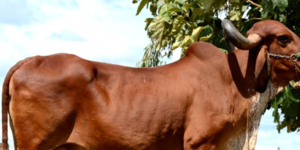 Unveil 8a21a6f614db065bb1ca2c21a5c803aede783f93e5277febbd47f37d9dbae4ca