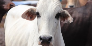 Unveil 8a21a6f614db065bb1ca2c21a5c803aede783f93e5277febbd47f37d9dbae4ca