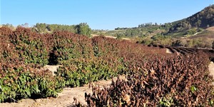 Unveil 8a21a6f614db065bb1ca2c21a5c803aede783f93e5277febbd47f37d9dbae4ca