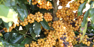 Unveil 8a21a6f614db065bb1ca2c21a5c803aede783f93e5277febbd47f37d9dbae4ca