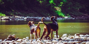 Unveil 8a21a6f614db065bb1ca2c21a5c803aede783f93e5277febbd47f37d9dbae4ca