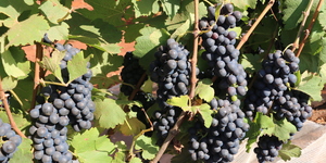 Unveil 8a21a6f614db065bb1ca2c21a5c803aede783f93e5277febbd47f37d9dbae4ca