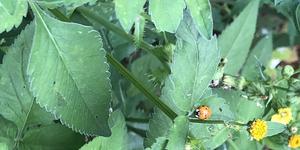 Unveil 8a21a6f614db065bb1ca2c21a5c803aede783f93e5277febbd47f37d9dbae4ca