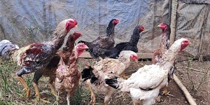 Unveil 8a21a6f614db065bb1ca2c21a5c803aede783f93e5277febbd47f37d9dbae4ca