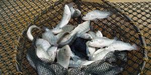 Unveil 8a21a6f614db065bb1ca2c21a5c803aede783f93e5277febbd47f37d9dbae4ca