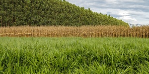 Unveil 8a21a6f614db065bb1ca2c21a5c803aede783f93e5277febbd47f37d9dbae4ca