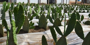 Unveil 8a21a6f614db065bb1ca2c21a5c803aede783f93e5277febbd47f37d9dbae4ca