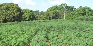 Unveil 8a21a6f614db065bb1ca2c21a5c803aede783f93e5277febbd47f37d9dbae4ca