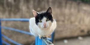 Unveil 8a21a6f614db065bb1ca2c21a5c803aede783f93e5277febbd47f37d9dbae4ca