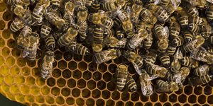 Unveil 8a21a6f614db065bb1ca2c21a5c803aede783f93e5277febbd47f37d9dbae4ca