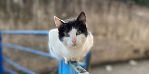 Unveil 8a21a6f614db065bb1ca2c21a5c803aede783f93e5277febbd47f37d9dbae4ca