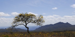 Unveil 8a21a6f614db065bb1ca2c21a5c803aede783f93e5277febbd47f37d9dbae4ca