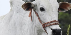 Unveil 8a21a6f614db065bb1ca2c21a5c803aede783f93e5277febbd47f37d9dbae4ca