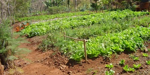 Unveil 8a21a6f614db065bb1ca2c21a5c803aede783f93e5277febbd47f37d9dbae4ca