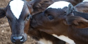 Unveil 8a21a6f614db065bb1ca2c21a5c803aede783f93e5277febbd47f37d9dbae4ca