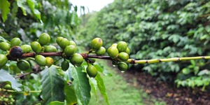 Unveil 8a21a6f614db065bb1ca2c21a5c803aede783f93e5277febbd47f37d9dbae4ca