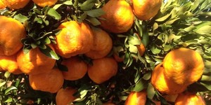 Unveil 8a21a6f614db065bb1ca2c21a5c803aede783f93e5277febbd47f37d9dbae4ca