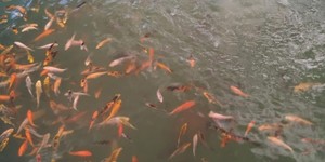 Unveil 8a21a6f614db065bb1ca2c21a5c803aede783f93e5277febbd47f37d9dbae4ca