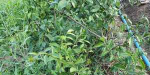 Unveil 8a21a6f614db065bb1ca2c21a5c803aede783f93e5277febbd47f37d9dbae4ca