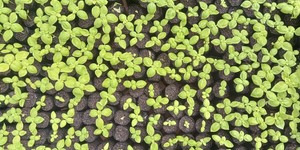 Unveil 8a21a6f614db065bb1ca2c21a5c803aede783f93e5277febbd47f37d9dbae4ca