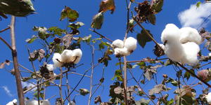 Unveil 8a21a6f614db065bb1ca2c21a5c803aede783f93e5277febbd47f37d9dbae4ca