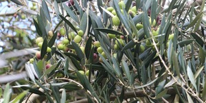 Unveil 8a21a6f614db065bb1ca2c21a5c803aede783f93e5277febbd47f37d9dbae4ca