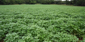 Unveil 8a21a6f614db065bb1ca2c21a5c803aede783f93e5277febbd47f37d9dbae4ca