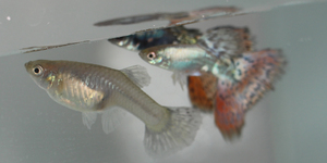 Unveil 8a21a6f614db065bb1ca2c21a5c803aede783f93e5277febbd47f37d9dbae4ca