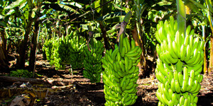 Unveil 8a21a6f614db065bb1ca2c21a5c803aede783f93e5277febbd47f37d9dbae4ca