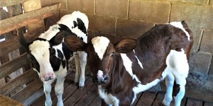 Unveil 8a21a6f614db065bb1ca2c21a5c803aede783f93e5277febbd47f37d9dbae4ca