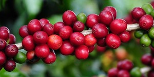 Unveil 8a21a6f614db065bb1ca2c21a5c803aede783f93e5277febbd47f37d9dbae4ca