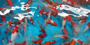 Unveil 8a21a6f614db065bb1ca2c21a5c803aede783f93e5277febbd47f37d9dbae4ca