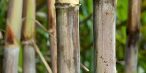 Unveil 8a21a6f614db065bb1ca2c21a5c803aede783f93e5277febbd47f37d9dbae4ca