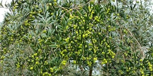 Unveil 8a21a6f614db065bb1ca2c21a5c803aede783f93e5277febbd47f37d9dbae4ca