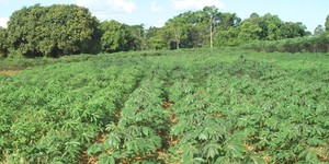 Unveil 8a21a6f614db065bb1ca2c21a5c803aede783f93e5277febbd47f37d9dbae4ca