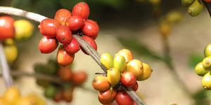 Unveil 8a21a6f614db065bb1ca2c21a5c803aede783f93e5277febbd47f37d9dbae4ca