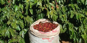 Unveil 8a21a6f614db065bb1ca2c21a5c803aede783f93e5277febbd47f37d9dbae4ca