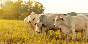 Unveil 8a21a6f614db065bb1ca2c21a5c803aede783f93e5277febbd47f37d9dbae4ca