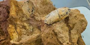 Unveil 8a21a6f614db065bb1ca2c21a5c803aede783f93e5277febbd47f37d9dbae4ca