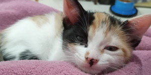 Unveil 8a21a6f614db065bb1ca2c21a5c803aede783f93e5277febbd47f37d9dbae4ca