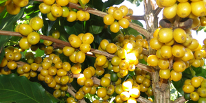 Unveil 8a21a6f614db065bb1ca2c21a5c803aede783f93e5277febbd47f37d9dbae4ca