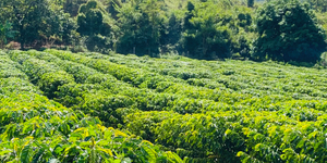 Unveil 8a21a6f614db065bb1ca2c21a5c803aede783f93e5277febbd47f37d9dbae4ca