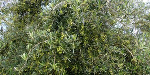 Unveil 8a21a6f614db065bb1ca2c21a5c803aede783f93e5277febbd47f37d9dbae4ca