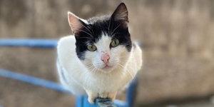 Unveil 8a21a6f614db065bb1ca2c21a5c803aede783f93e5277febbd47f37d9dbae4ca