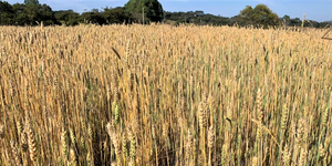 Unveil 8a21a6f614db065bb1ca2c21a5c803aede783f93e5277febbd47f37d9dbae4ca