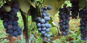 Unveil 8a21a6f614db065bb1ca2c21a5c803aede783f93e5277febbd47f37d9dbae4ca