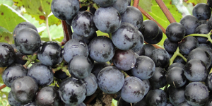 Unveil 8a21a6f614db065bb1ca2c21a5c803aede783f93e5277febbd47f37d9dbae4ca