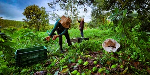 Unveil 8a21a6f614db065bb1ca2c21a5c803aede783f93e5277febbd47f37d9dbae4ca