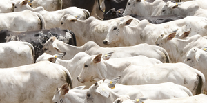 Unveil 8a21a6f614db065bb1ca2c21a5c803aede783f93e5277febbd47f37d9dbae4ca